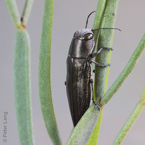 Melobasis soror soror, PL1540A, on Senna artemisioides ssp. petiolaris, EP